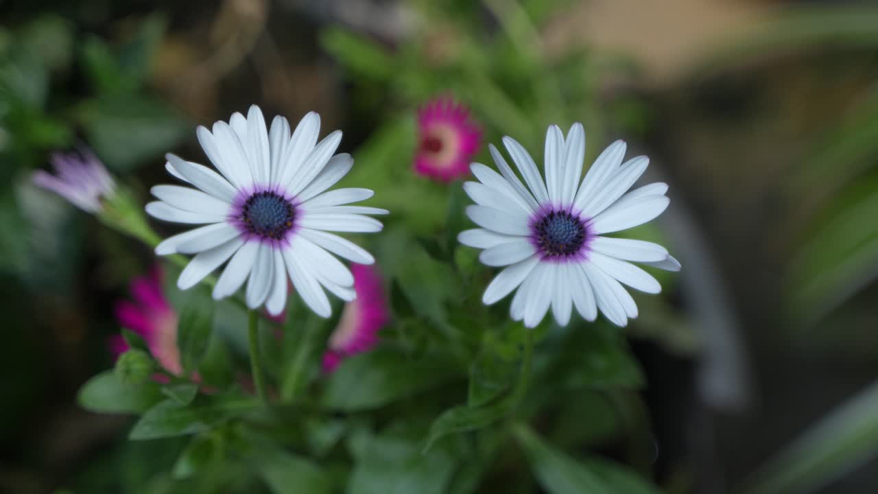Cape Marguerite is blooming in the garden.