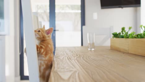 gato de jengibre subiendo a una silla en una mesa en la sala de estar en casa