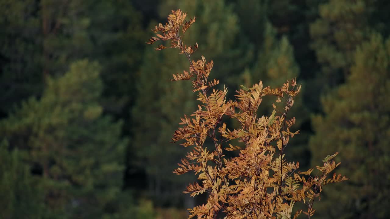 Un sorbo solitario, appassito e arancione, che ondeggia tranquillamente nel vento in autunno in Norvegia