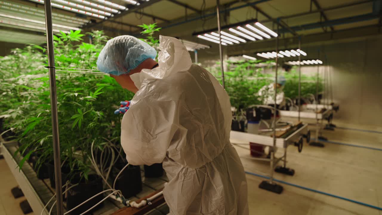 Cannabis Cultivation Facility