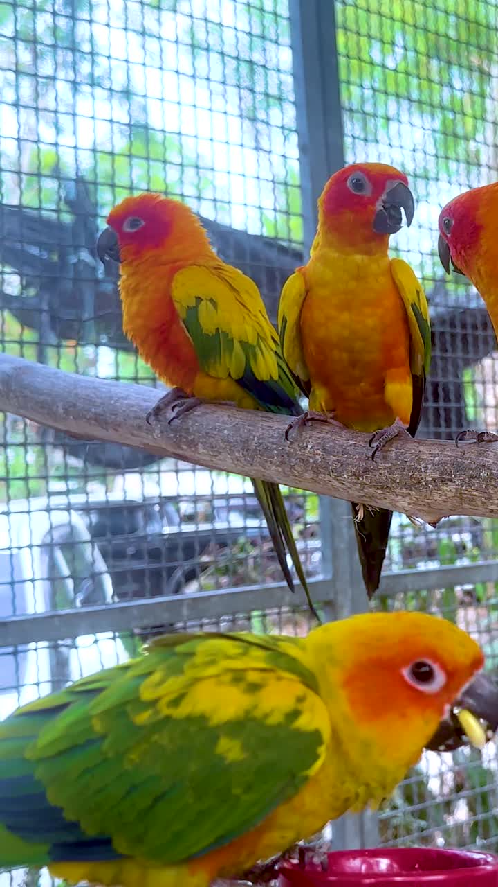 Colorful parrots perched together in a natural setting
