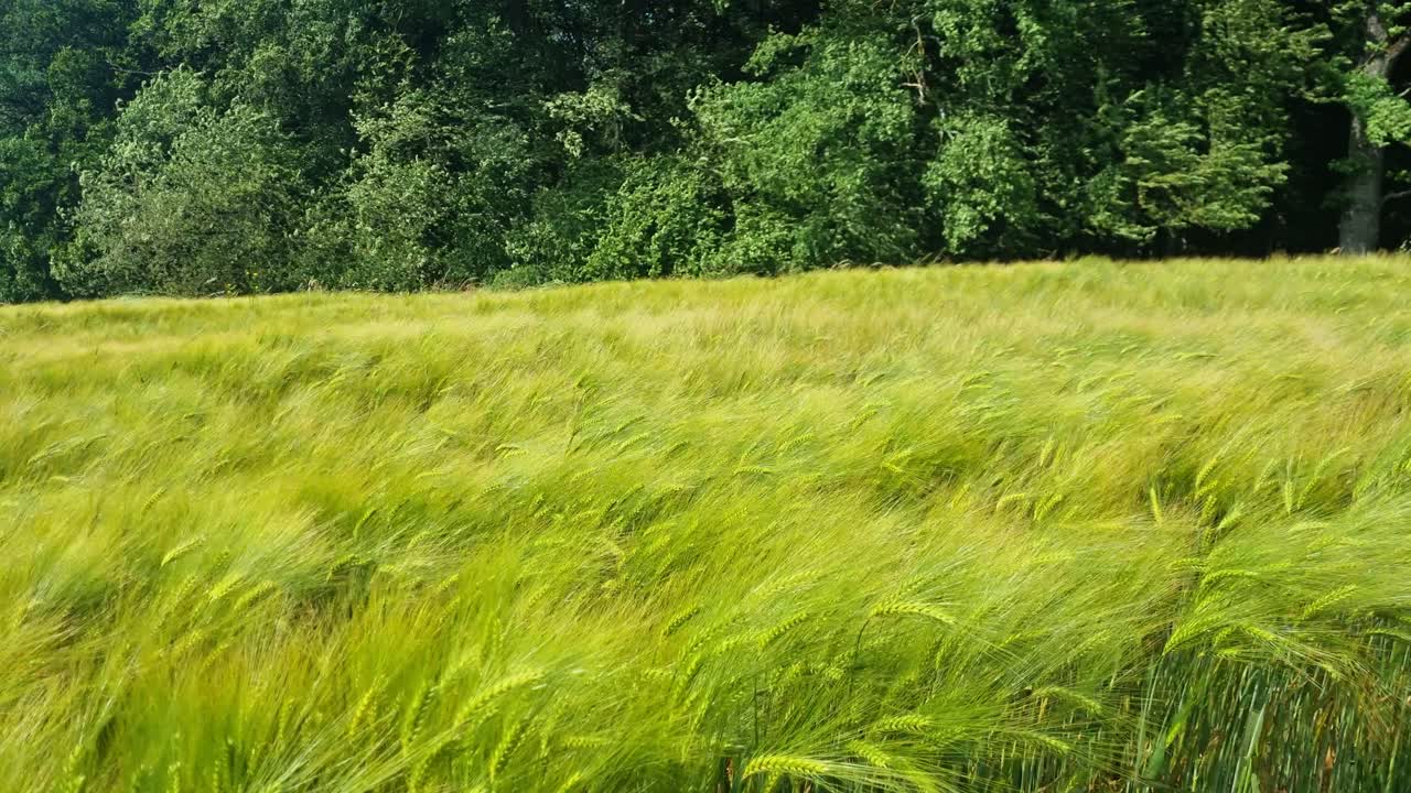 In Bern, Switzerland, a wheat field dances in the spring breeze, creating gentle waves. A lush forest sways in the background, glowing in vibrant shades of green beneath the sunny sky