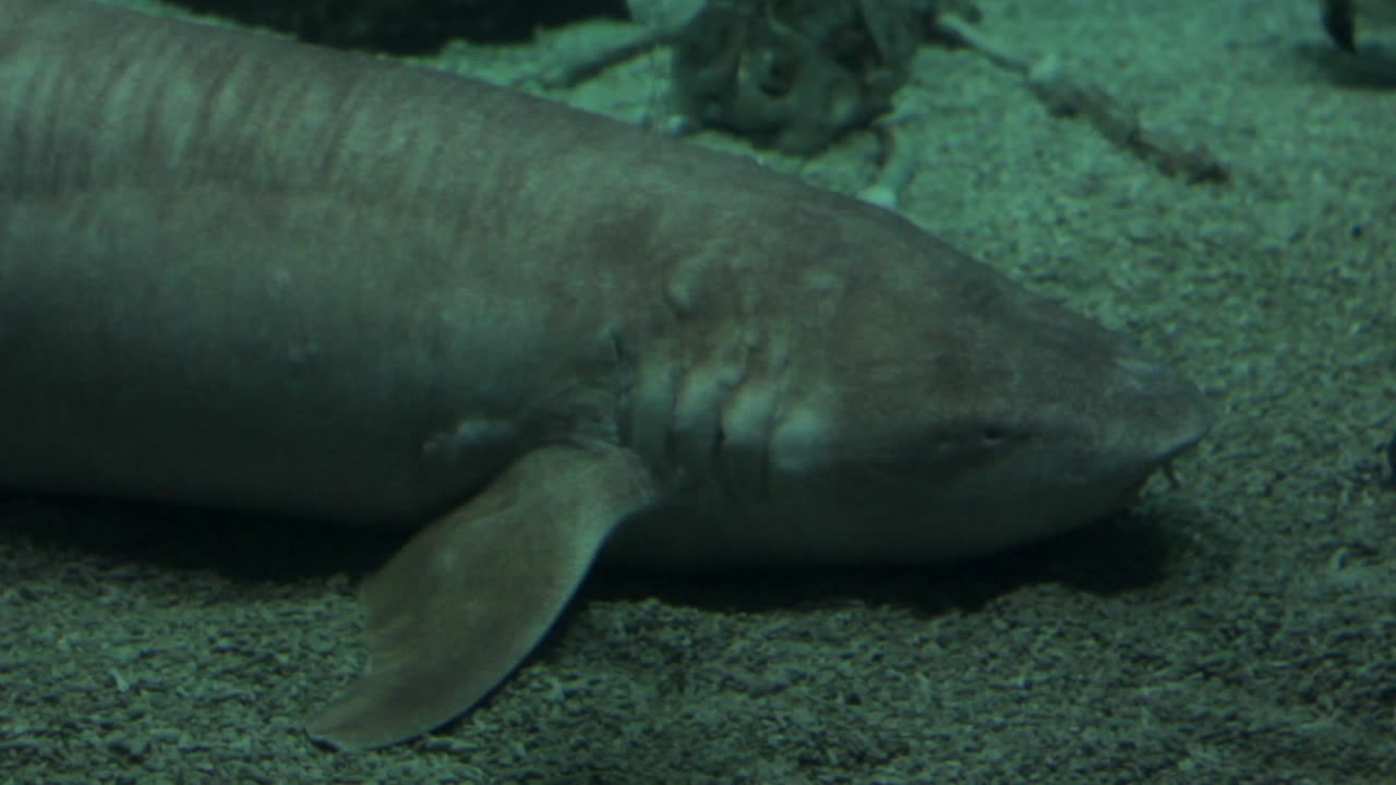 수족관 에 있는 상어