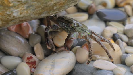 pachygrapsus marmoratus is a species of crab, sometimes called the marbled rock crab or marbled crab, which lives in the black sea, the mediterranean sea and parts of the atlantic ocean.