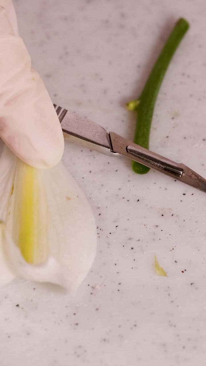 Vista macro di mani guantate che usano un bisturi per dissezionare un petalo di fiore bianco