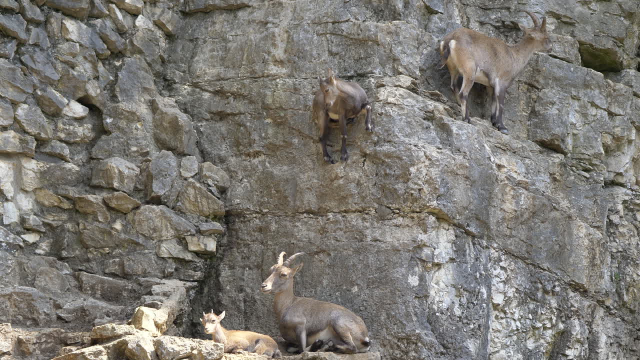 En gruppe skremte steinbukker (Capra ibex) som klatrer på en bratt fjellvegg i sollys, 4K.