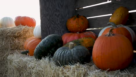 halloween pumpkins lies on the haystack