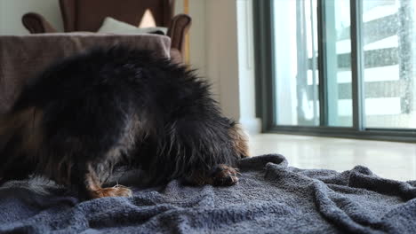 wet sausage dog rolling on floor and towel to dry itself