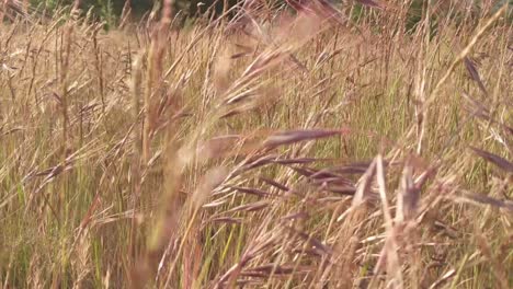 Grass-gently-blowing-grass-in-a-breeze,-green,-brown,-seed-pod