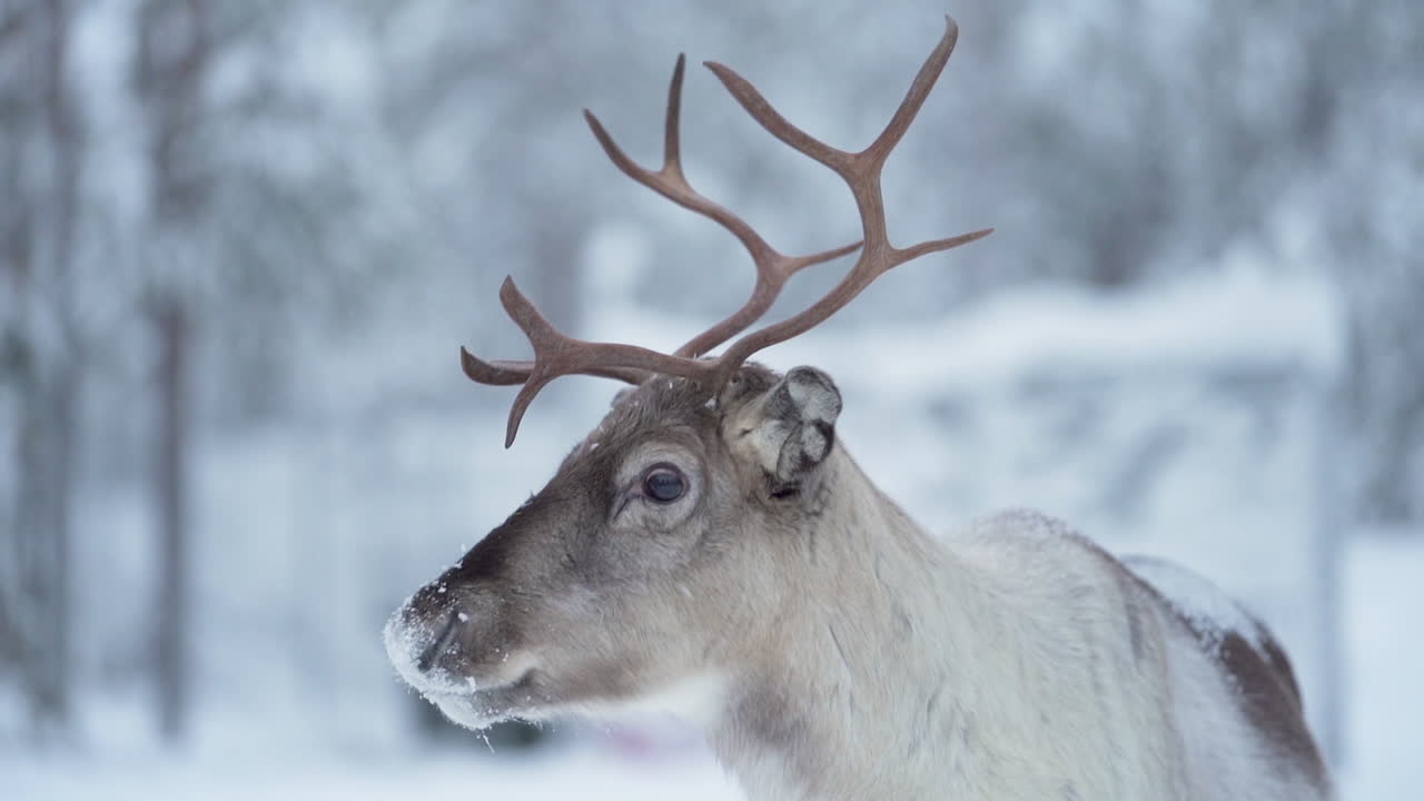 Slowmotion af et nysgerrigt rensdyr, der kigger sig omkring i en sneklædt skov i Lapland, Finland.