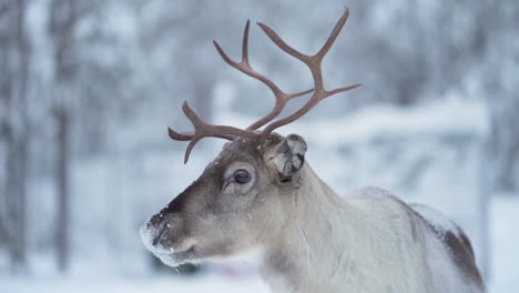 slow motion of a curious reindeer looking around in a snowy forest in lapland finland