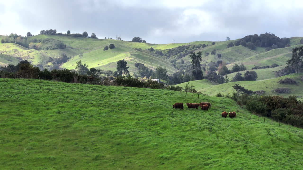Slow Ariel drone Shot of Highland Cattle Grazing in a Field, New Zealand