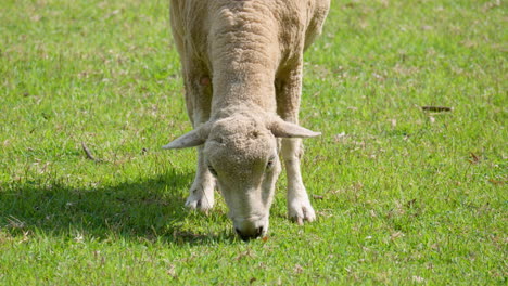 Lone-Wiltipoll-Sheep-Feeding--closeup