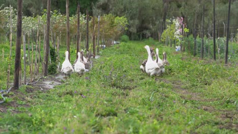 geese on the farm at spring