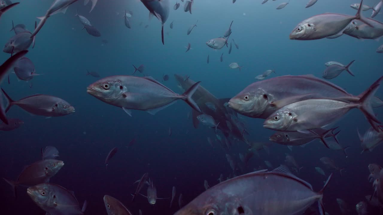 gran tiburón blanco carcharodon carcharias islas neptuno sur de australia 4k cámara lenta 50fps