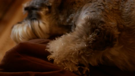 snoozing miniature schnauzer dog