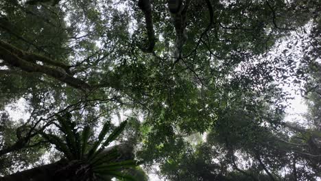 vista creativa mirando hacia arriba a través de un dosel de bosque tropical cubierto de niebla con el sol de la mañana brillando a través de los árboles