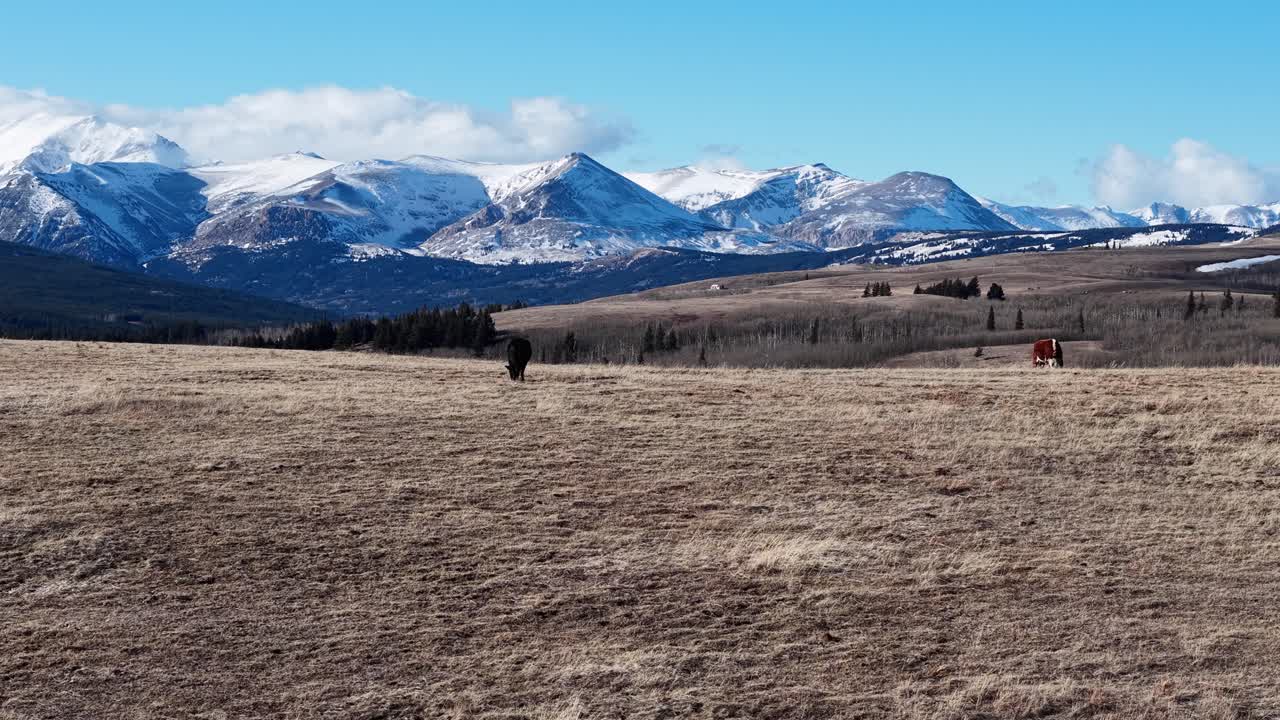 Vidsträckt vy över ett öppet torrt fält med snötäckta bergstoppar och klarblå himmel på Montanas landsbygd.