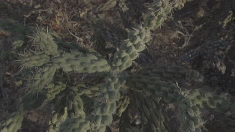 Vista-Cercana-Del-Hermoso-Cactus-Verde-En-El-Parque-Nacional-De-Cabo-Pulmo-Baja-California-México