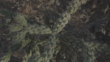 vista cercana del hermoso cactus verde en el parque nacional de cabo pulmo baja california méxico