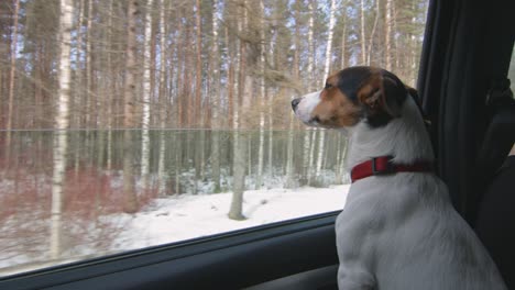 dog stuck his head out the car window