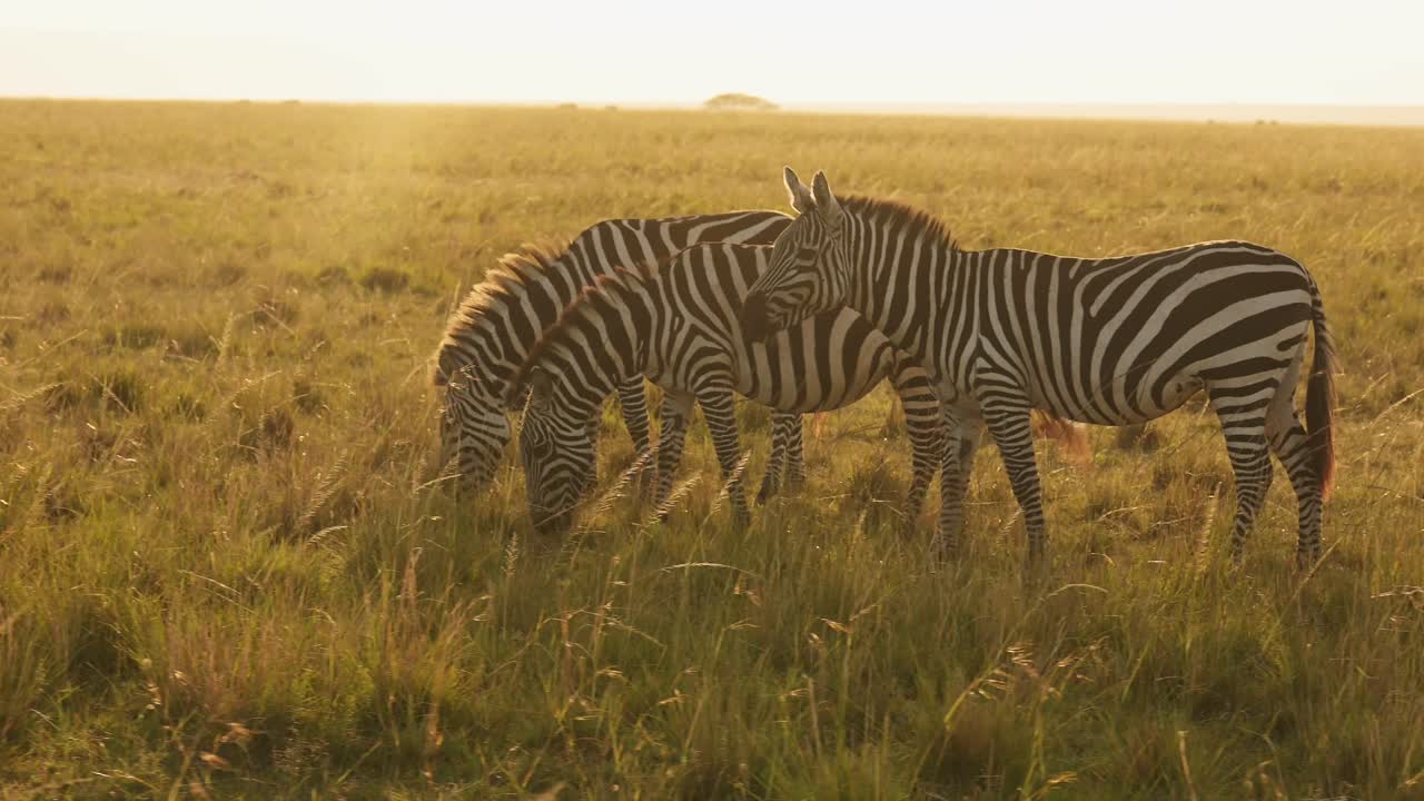 Zebra Herd in Savannah, Africa Animals on African Wildlife Safari in Masai Mara in Kenya at Maasai Mara, Grazing Savanna Grass in Beautiful Golden Hour Sunset Sun Light Steadicam Tracking Gimbal Shot