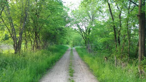 panorámico camino de campo a través de un bosque exuberante