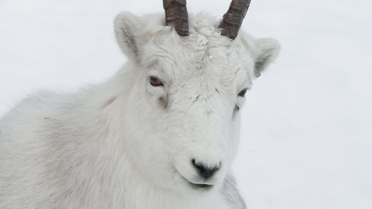 Thinhorn Sheep Resting In Snowy Field Whitehorse, Yukon, Canada - Close Up