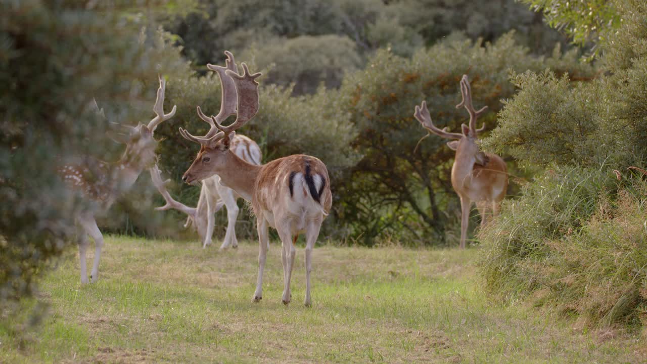 los ciervos europeos están vagando libremente a través del waterleidingduinen en el norte de holanda, países bajos - tiro medio