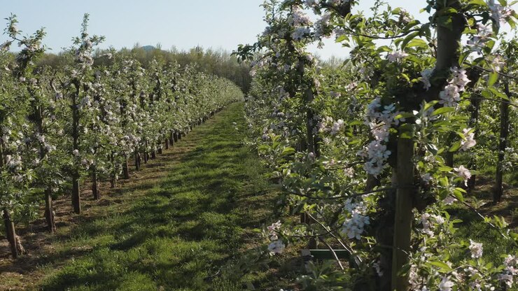 Drone - aerial shot of a sunny white apple blossom with bees on a big field 25p
