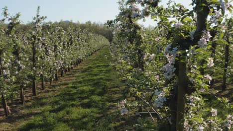 drone - aerial shot of a sunny white apple blossom with bees on a big field 25p