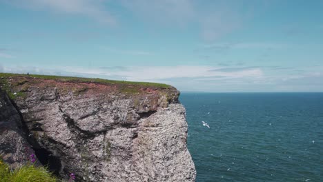 countless seabirds flying above fowlsheugh coast cliffs in scotland