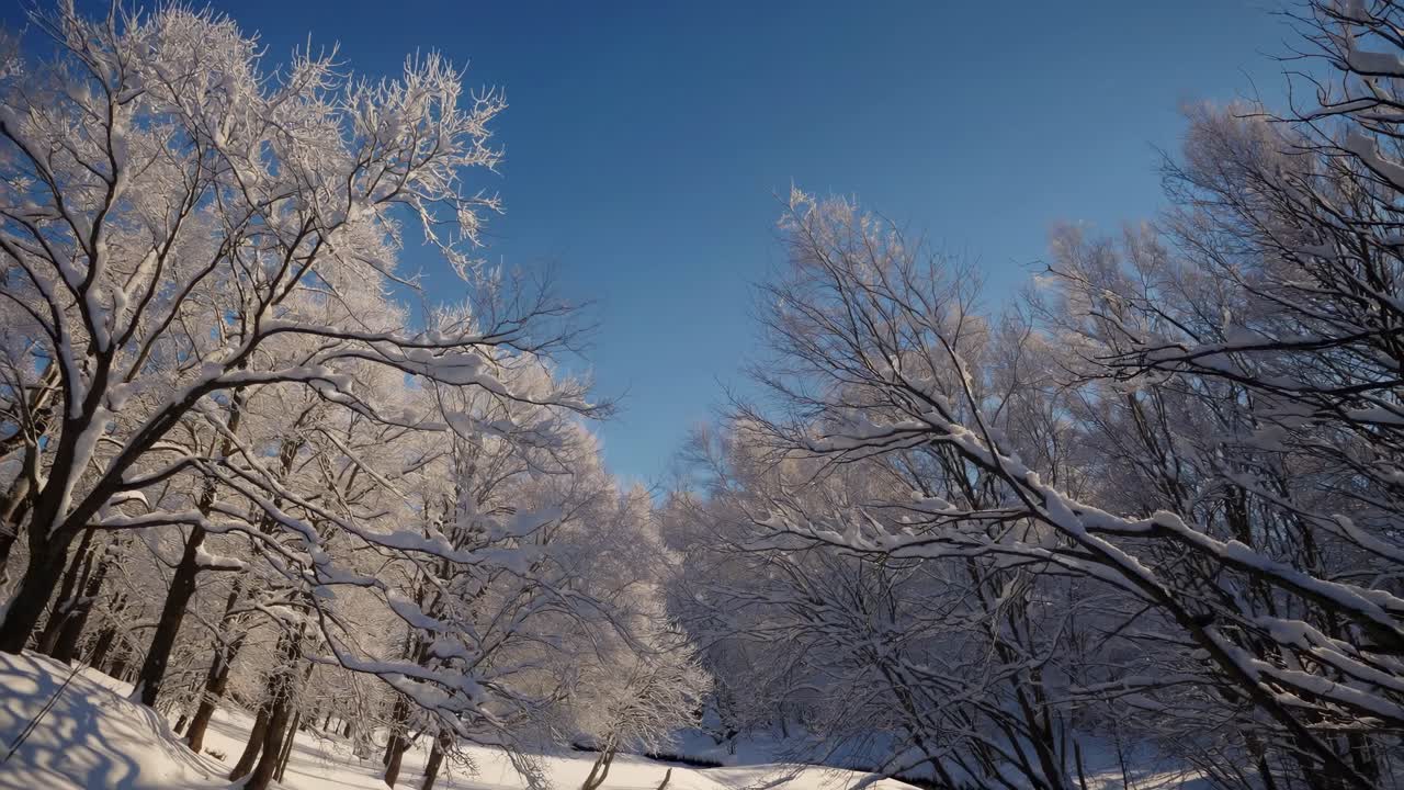 A serene winter landscape video captured from a low-angle, showcasing snow-covered trees