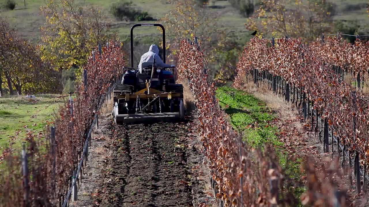Een landarbeider bestuurt een tractor met een schijfeg in een Californische wijngaard.