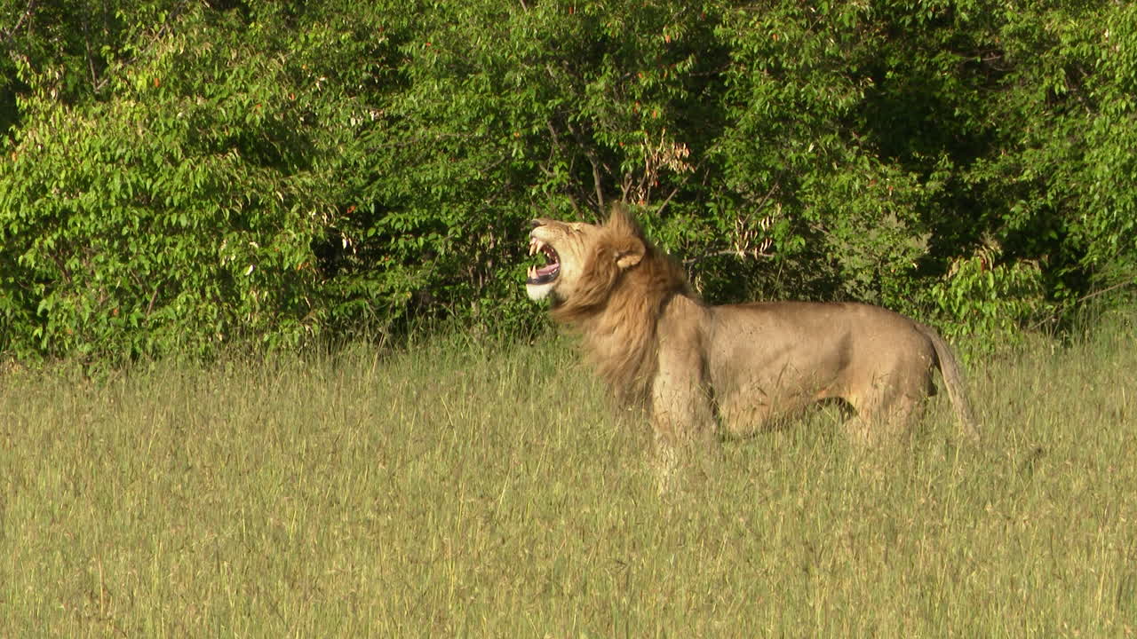 Premium stock video - African lion male flehming while standing in ...