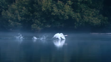 Poetry with a white swan taking off on the water in the morning mist, peace autumn atmosphere, Dordogne, France.