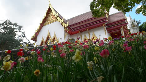 sliding right with a magnificent view of a hidden thai buddhist temple above a tulip and daffodil flower field