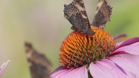 primer plano de tres mariposas en una flor violeta y naranja en movimiento