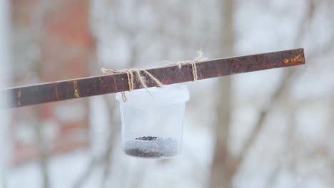 Pájaros-Carboneros-Alimentándose-En-Rusia-Durante-El-Invierno