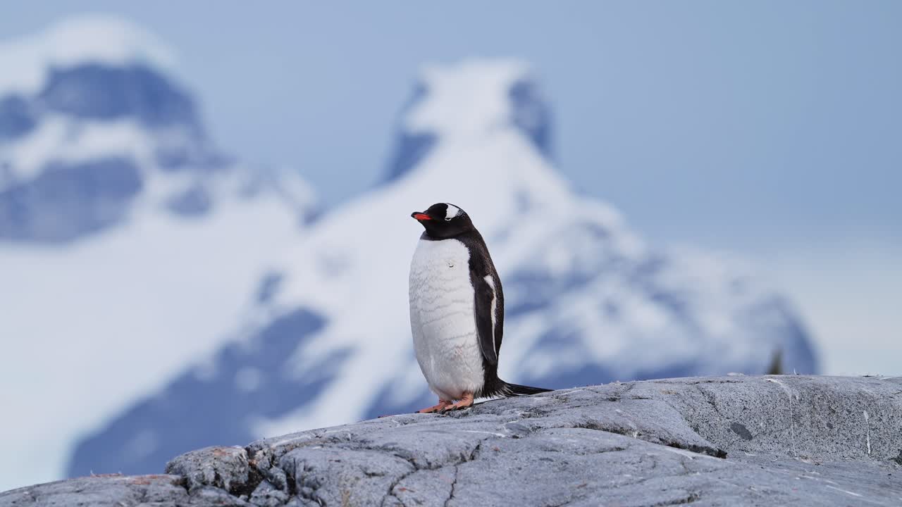 pingüinos y montañas en la antártida paisaje dramático, pingüinos gentoo y hermosa escena de invierno increíble en la península antártica en rocas rocosas con picos y cumbres de montaña