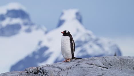 Penguin-and-Mountains-in-Antarctica-Dramatic-Landscape-Scenery,-Gentoo-Penguins-and-Beautiful-Amazing-Winter-Scene-in-Antarctic-Peninsula-on-Rocky-Rocks-with-Mountain-Peaks-and-Summits