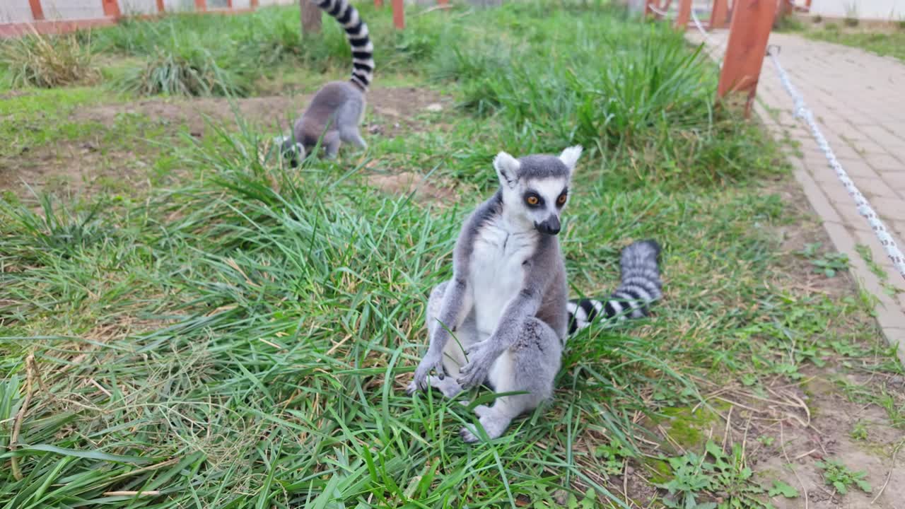 Close-up de um adorável lêmure-de-cauda-anelada comendo grama em um zoológico, exibindo um comportamento social e lúdico, com um vislumbre de seus hábitos naturais e charme exótico