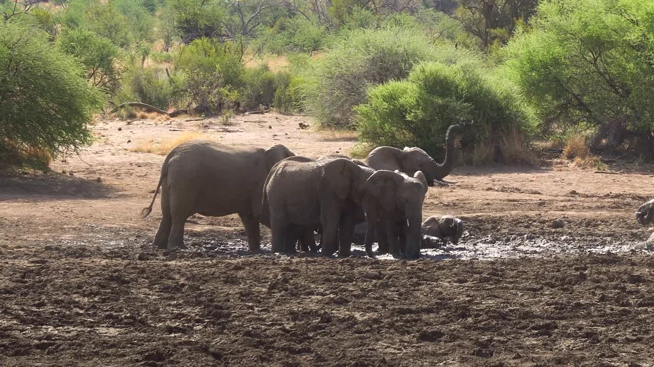 manada de jóvenes elefantes africanos jugando y tomando un baño de barro