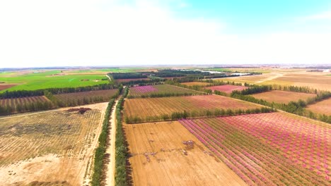 Toma-Aérea-De-Drones-De-Tierras-De-Cultivo-Aradas-Con-árboles-Frutales-Al-Atardecer