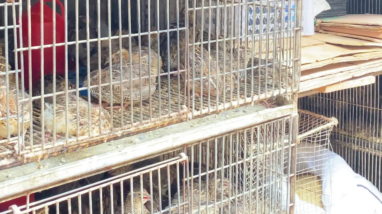 Vögel: Koel-Aufzucht im Metallkäfig zum Verkauf in Bangladesch