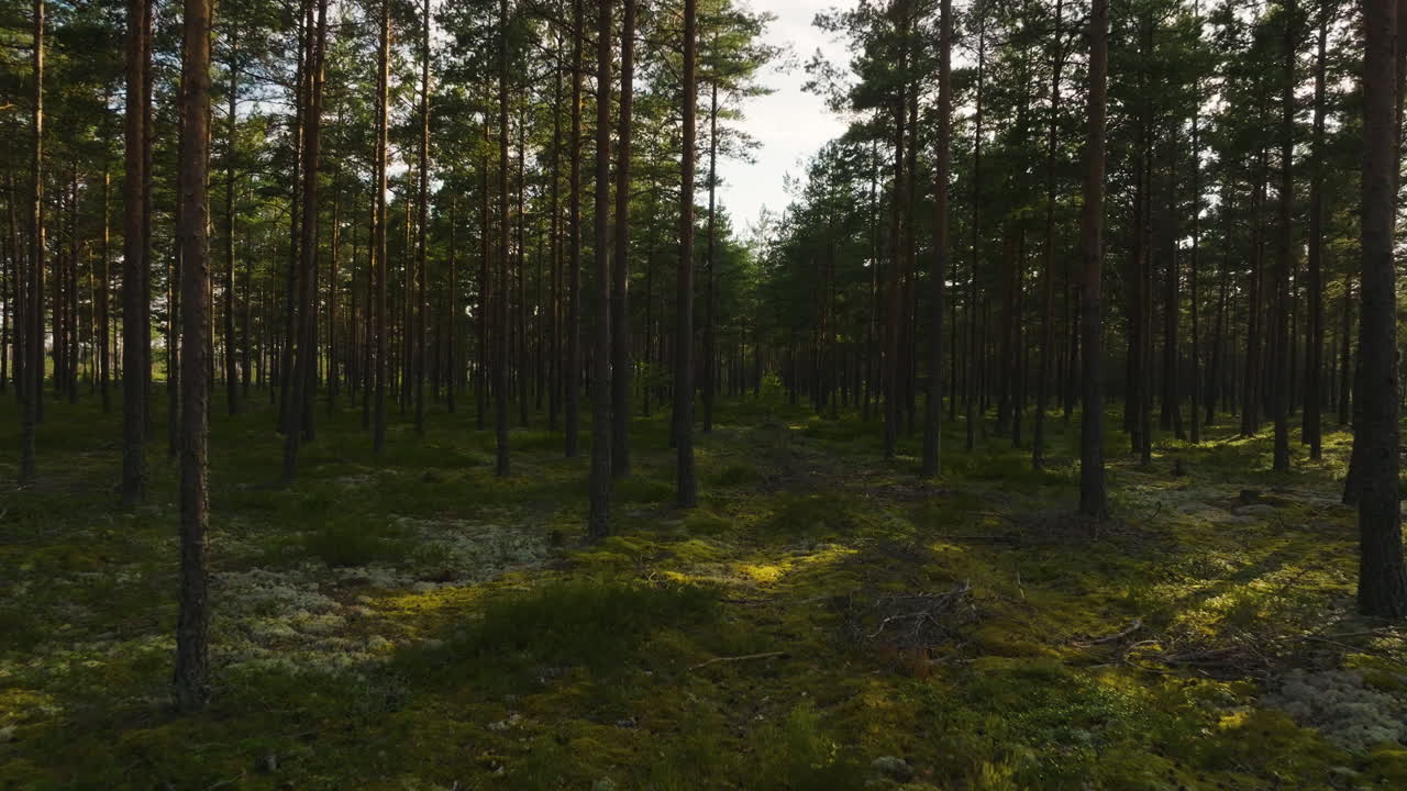 Flygvy som flyger lågt över mossig skogsbotten, sommarkväll i Hangö, Finland.