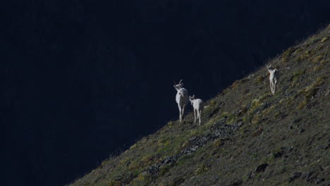 Ovejas-De-Cuernos-Finos-Y-Corderos-En-La-Ladera-De-La-Montaña