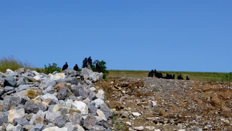 static video of black vultures (coragyps atratus) on a hill. this was shot near the denison dam on lake texoma.