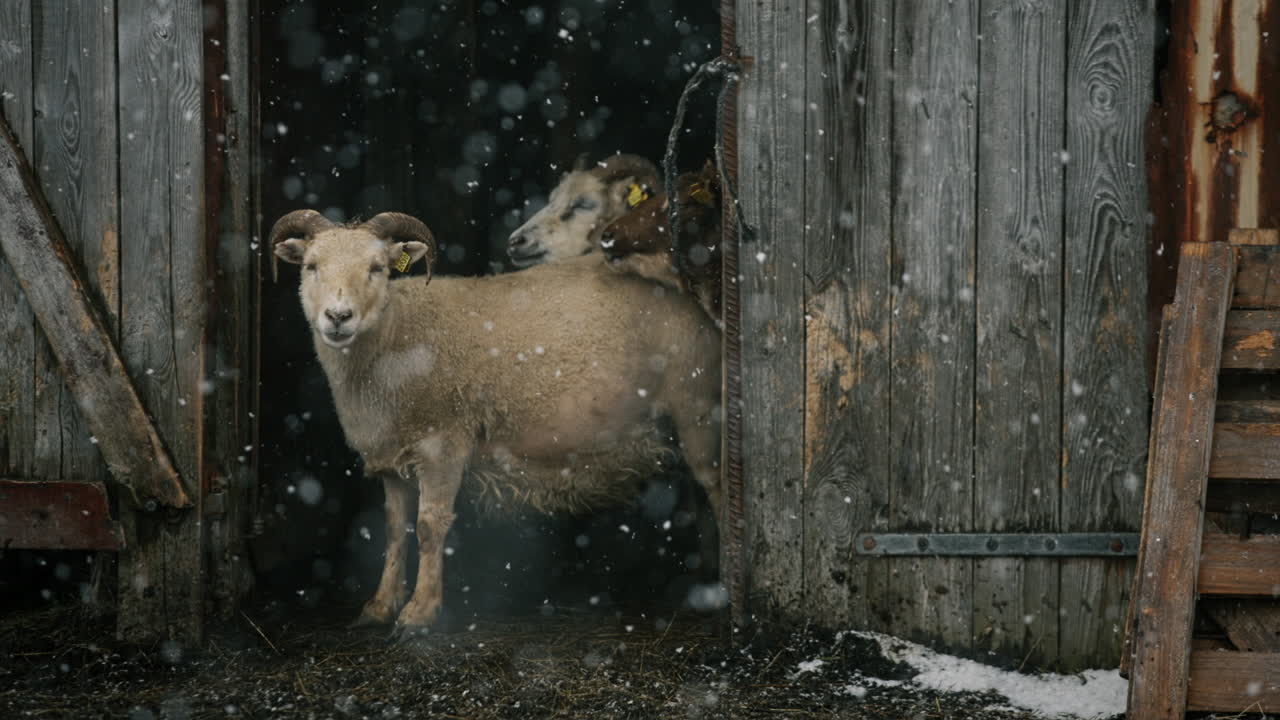 Sheep in a Snowy Barn