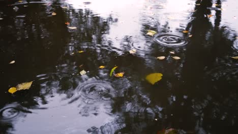 autumn rain in bad weather, rain drops on the surface of the puddle with fallen leaves.